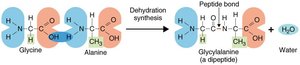 Peptide bond formation by dehydration synthesis