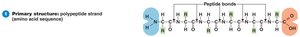 Primary structure of protein