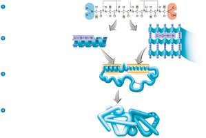 Summary of protein structures