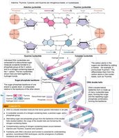 Structure of DNA