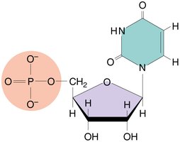 Uracil nucleotide of RNA
