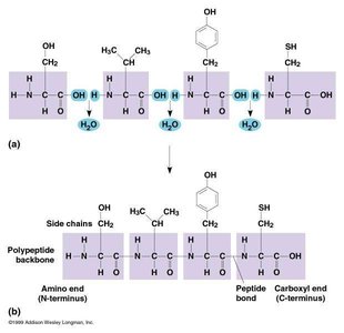 Protein structure and peptide bond hydrolysis