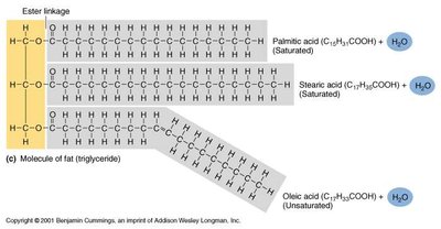 Structure of triglycerides and fatty acid hydrolysis