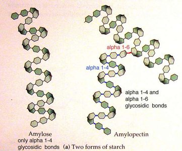 Amylose and amylopectin structure