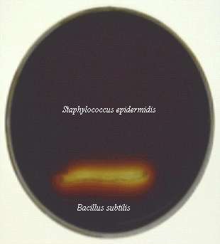 Starch hydrolysis by amylase