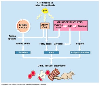 Biosynthetic pathways and metabolic intermediates