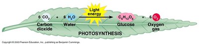 Photosynthesis equation and process