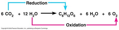 Photosynthesis overview