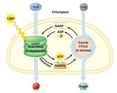 Photosynthesis in chloroplasts and prokaryotic membranes
