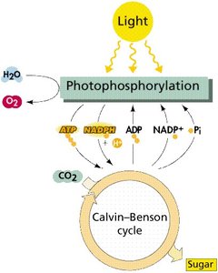 Light reactions and Calvin cycle