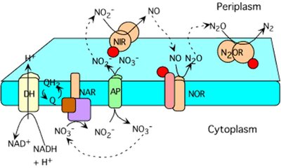 Anaerobic electron transport chain with nitrate as terminal electron acceptor
