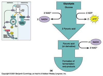 Fermentation pathway overview