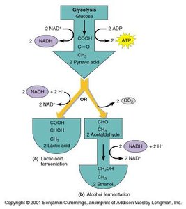 Lactic acid and alcohol fermentation pathways