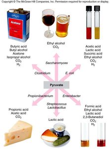 Fermentation end products and their applications