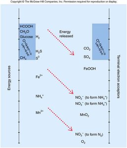 Energy yield and electron acceptors in metabolism