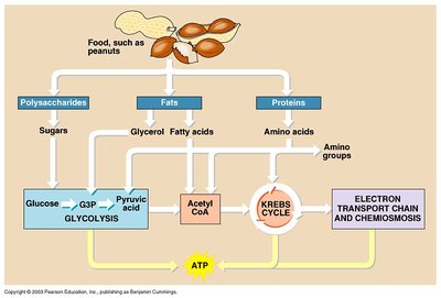 Catabolism of macromolecules: carbohydrates, fats, and proteins