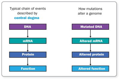 Central dogma and mutation effects
