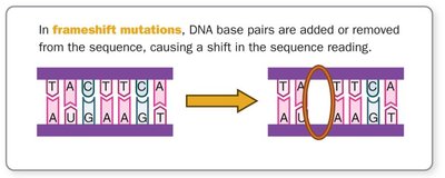 Frameshift mutation