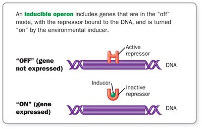 Inducible operon