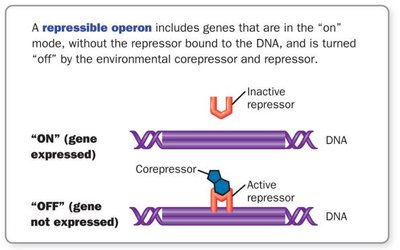 Repressible operon