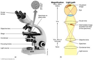 Compound light microscope parts and light path diagram