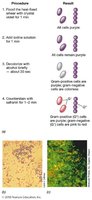 Gram stain procedure and results