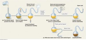 Pasteur's swan-necked flask experiment