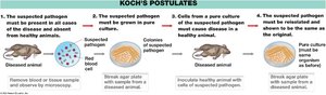 Koch's postulates for proving cause and effect in infectious diseases