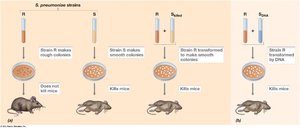 Griffith's experiment demonstrating transformation in Streptococcus pneumoniae
