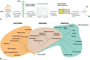Phylogenetic tree of life based on rRNA analysis