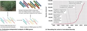Cultivation-independent analysis of rRNA genes and microbial diversity