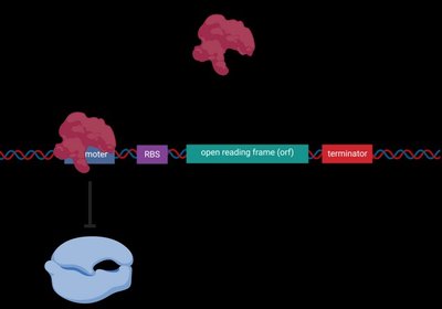 Diagram of gene structure showing promoter, RBS, open reading frame, and terminator