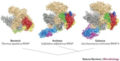 Comparison of RNA polymerase structures in Bacteria, Archaea, and Eukarya