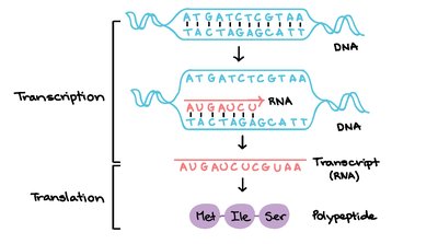 Diagram showing transcription and translation from DNA to RNA to protein