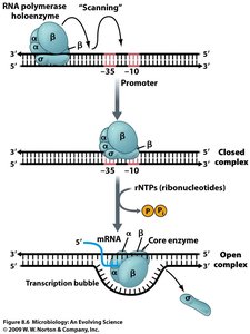 Diagram of RNA polymerase holoenzyme binding to promoter and initiating transcription