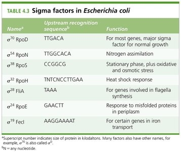 Table of sigma factors in Escherichia coli
