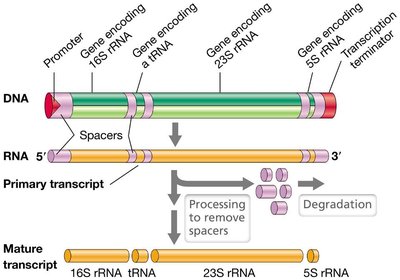 Diagram of rRNA operon and processing of polycistronic RNA