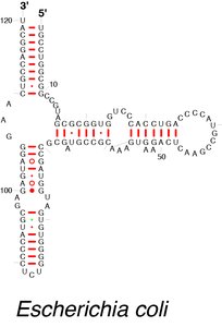 Secondary structure of tRNA from Escherichia coli