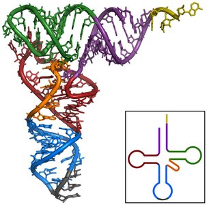 3D structure of tRNA with secondary structure inset