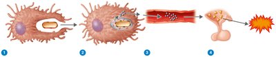 Endotoxins and the pyrogenic response