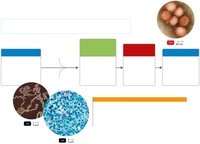 Summary diagram of microbial mechanisms of pathogenicity