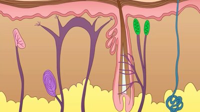 Diagram of skin structure showing possible entry points for pathogens