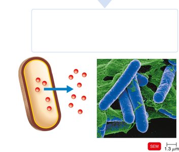 Diagram and SEM of exotoxin production and release