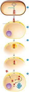 Mechanism of A-B exotoxin action