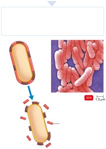 Diagram and SEM of endotoxin release from gram-negative bacteria