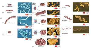 A collage of different types of bacteria