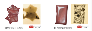 Star-shaped and rectangular bacteria