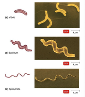 Vibrio, spirillum, and spirochete bacteria