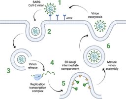 SARS-CoV-2 replication cycle