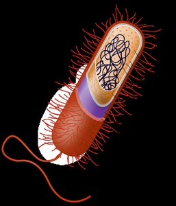 Structure of bacterial flagellum